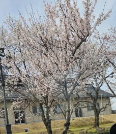 はる